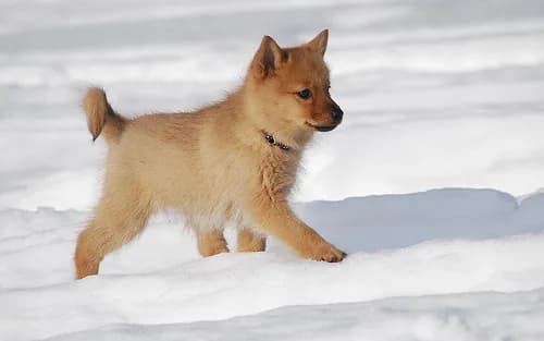 Finnish Spitz