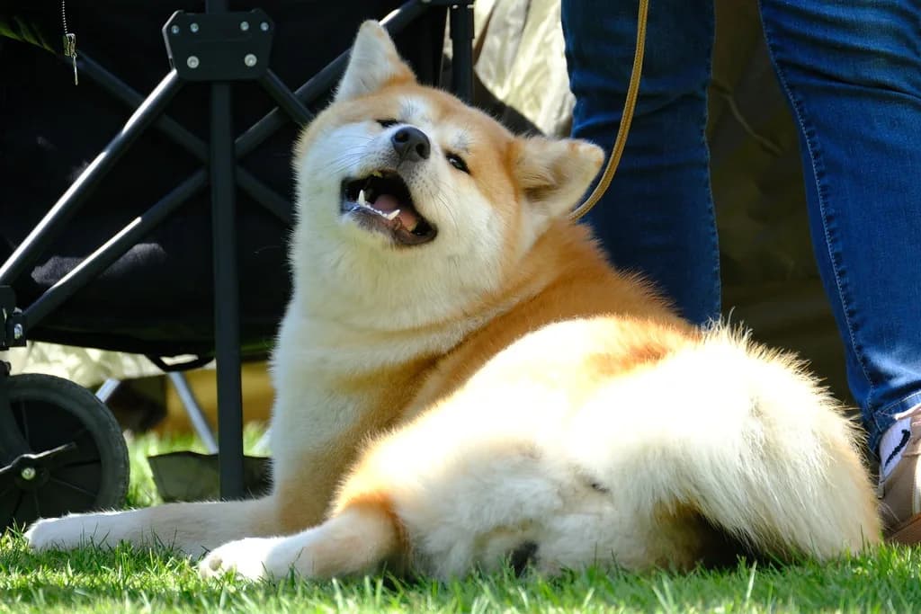 Akita