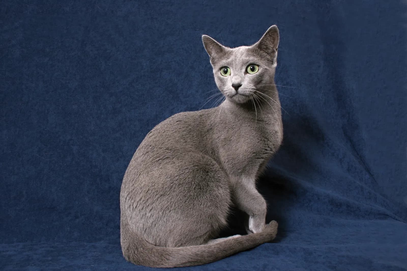 Russian Blue