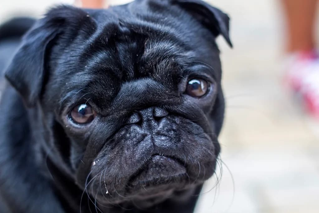 Pug
