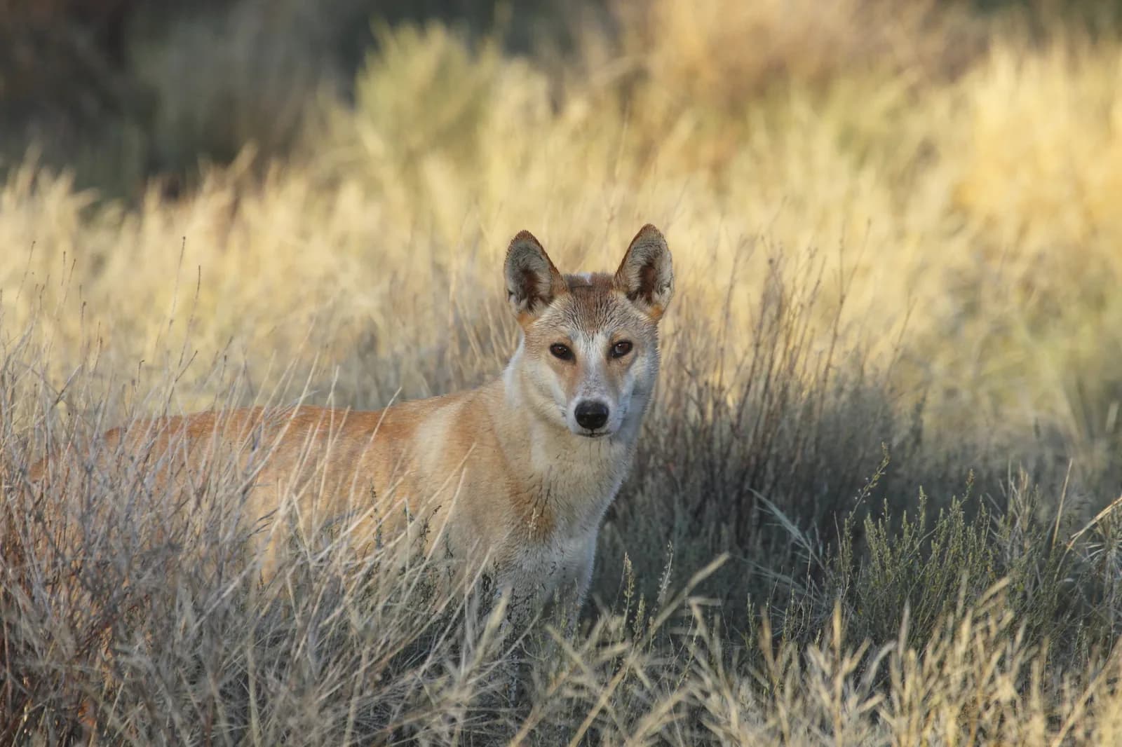 Dingo