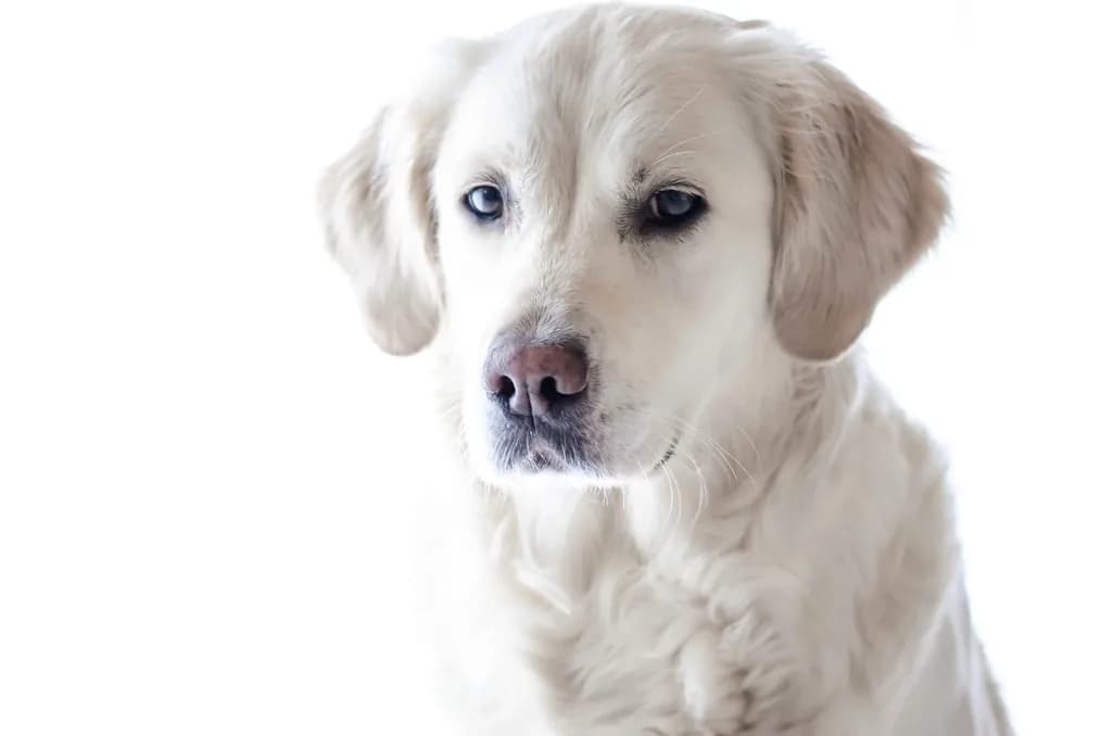 Labradoro retriveris