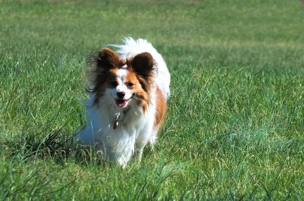 Papillon