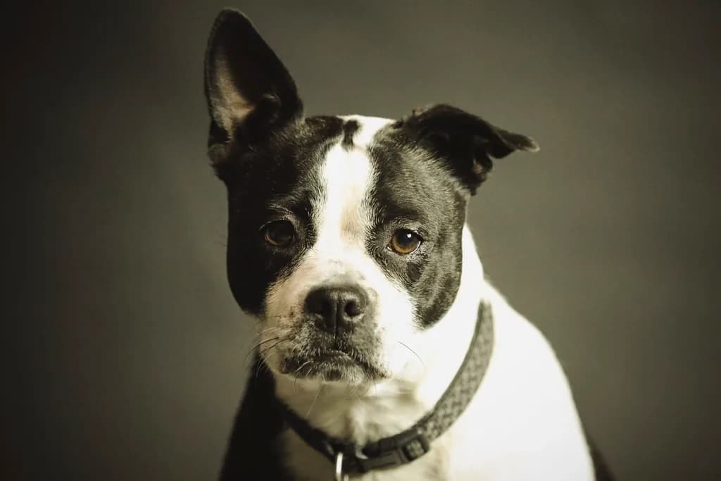 Boston Terrier