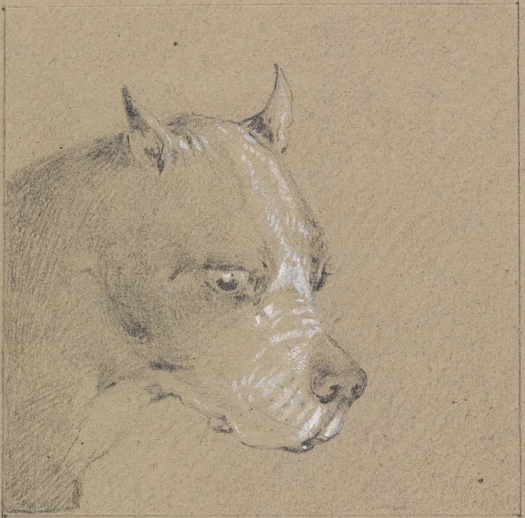 Boxer