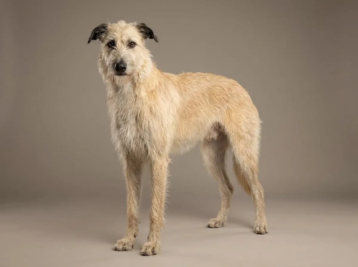 Lurcher