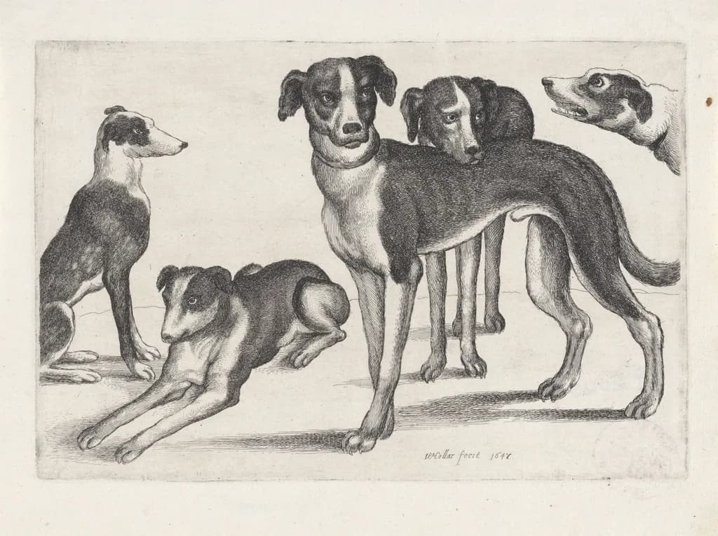 Whippet
