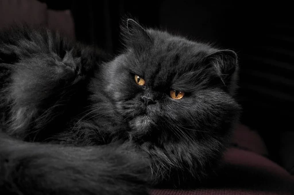 Persian