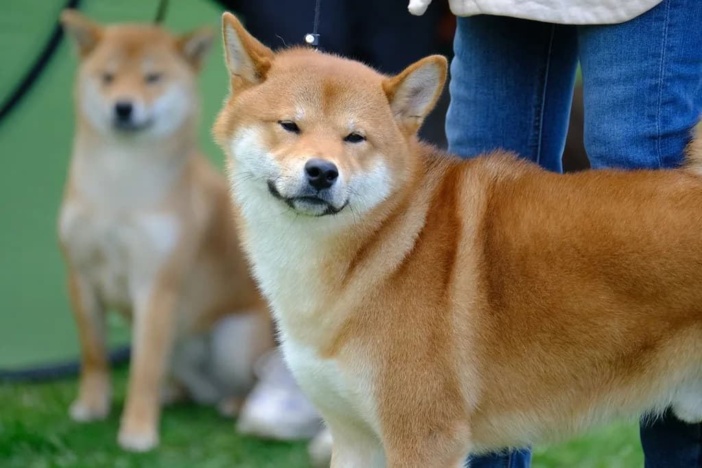 Shiba Inu