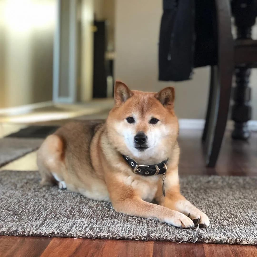 Shiba Inu