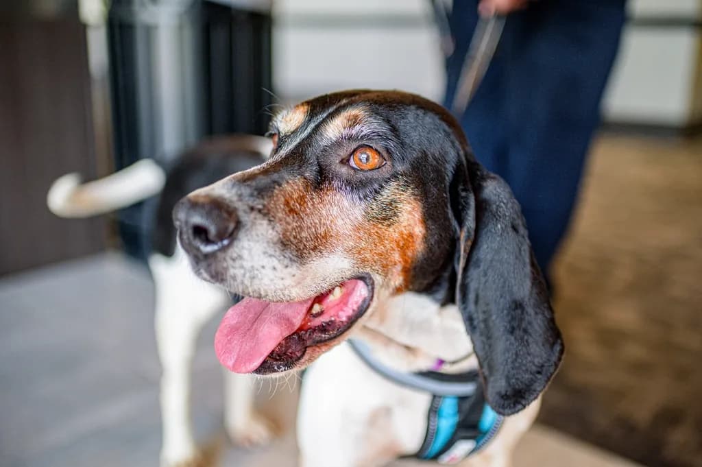 Treeing Walker Coonhound