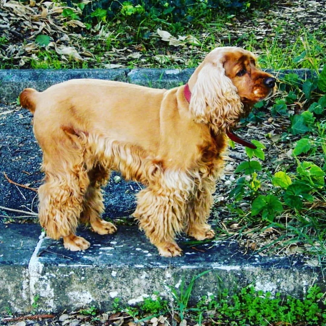 Cocker Spaniel
