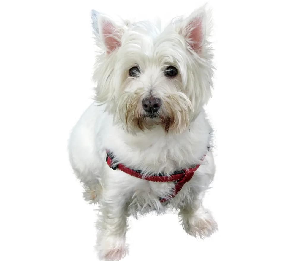 West Highland White Terrier