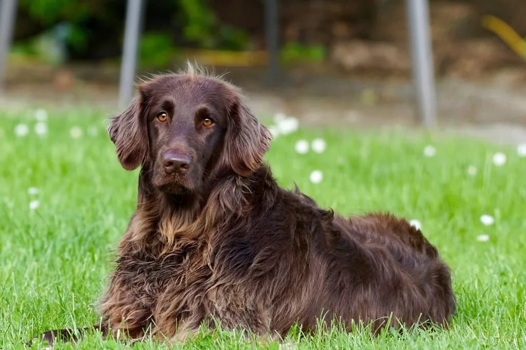 Flat-Coated Retriever