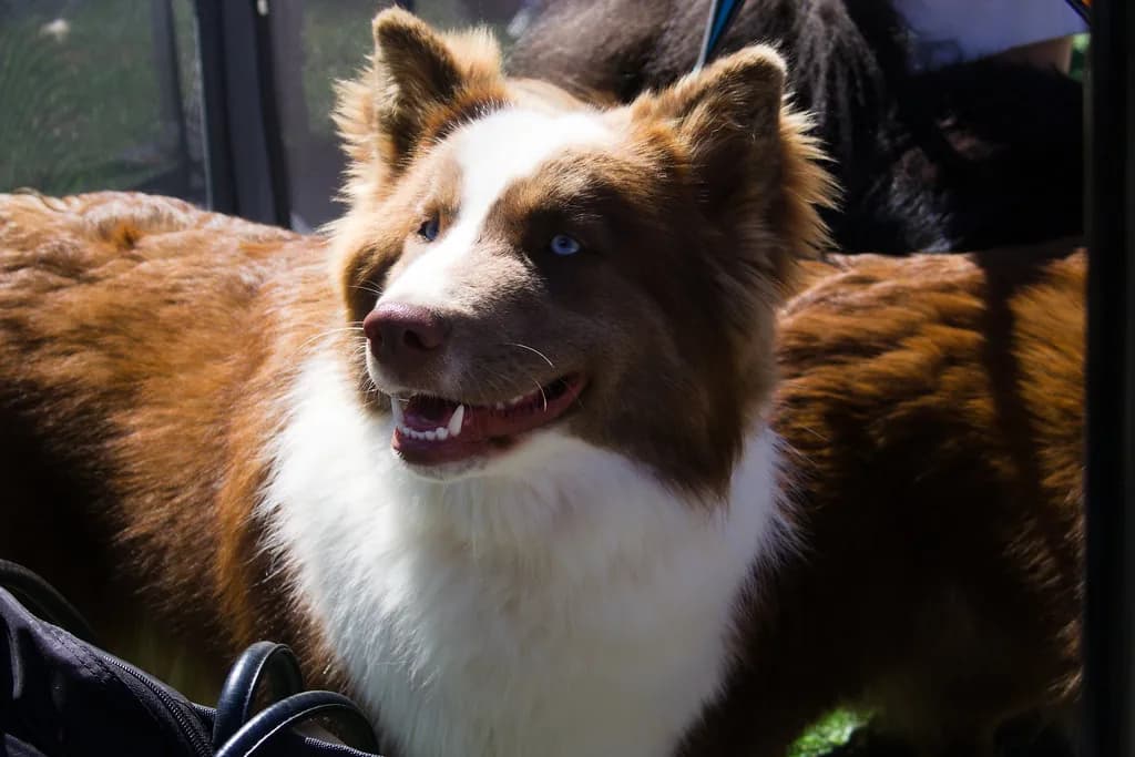 Border Collie