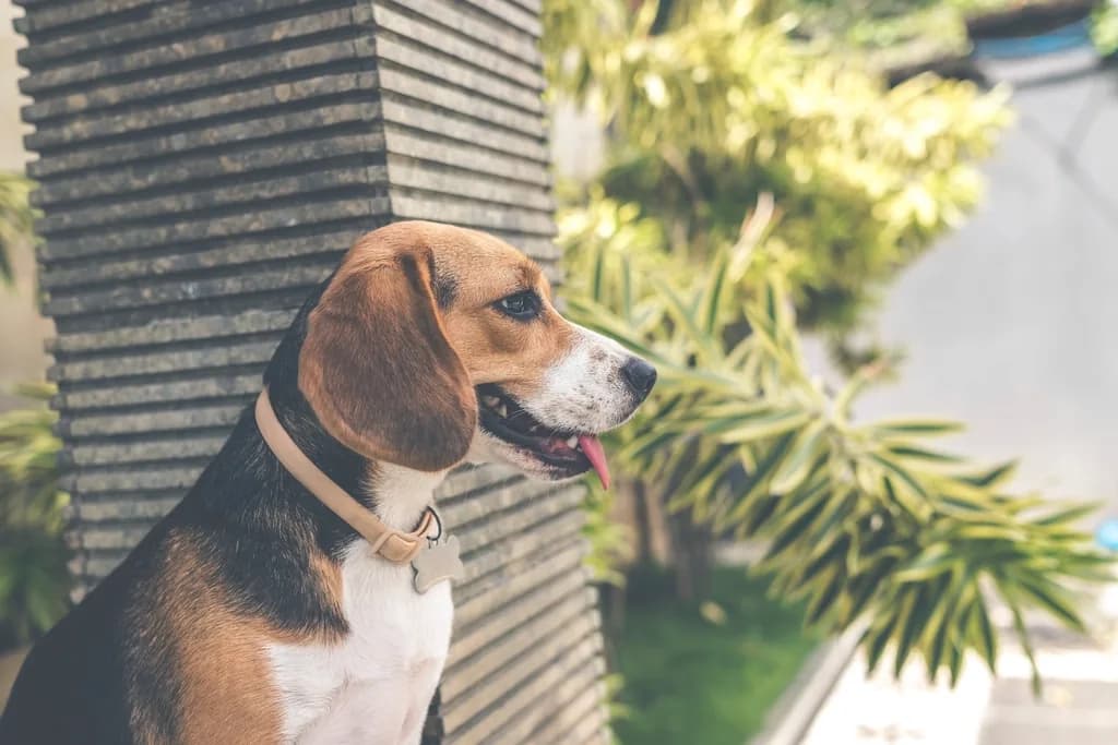 Beagle