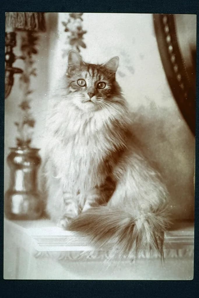 Ragdoll