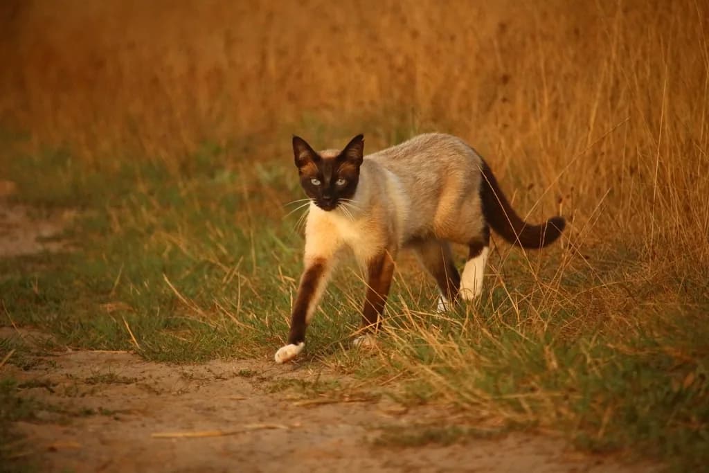 Siamese