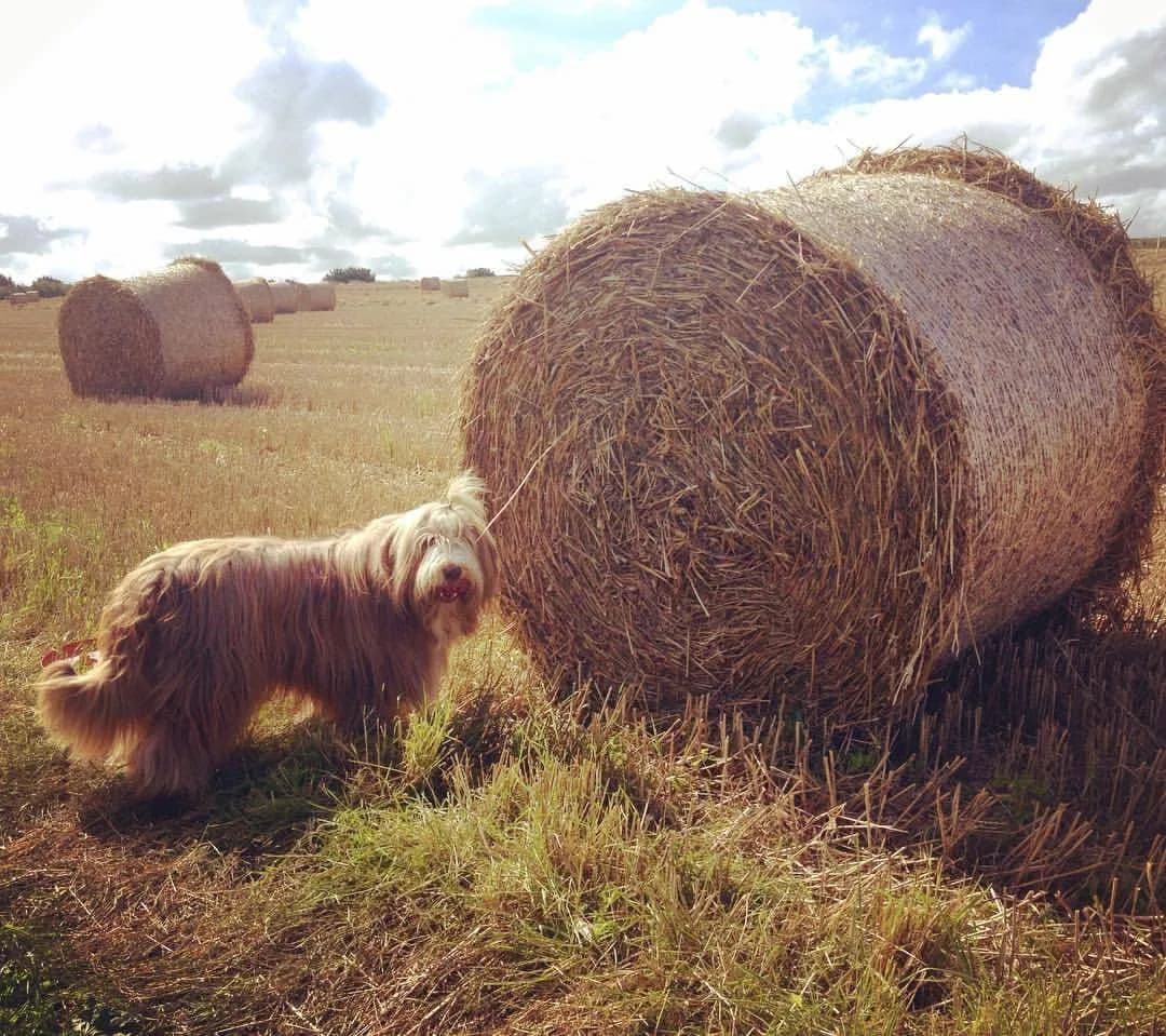 Bearded Collie