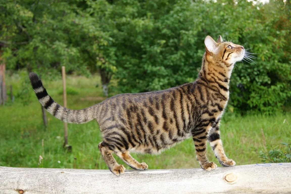 Toyger