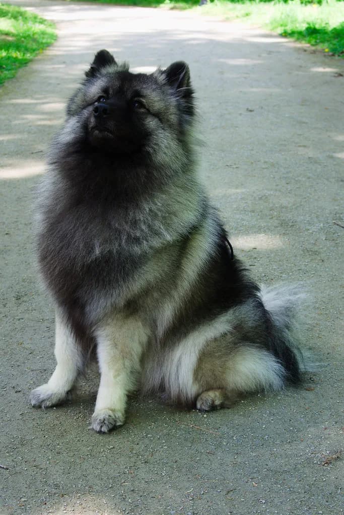 Keeshond