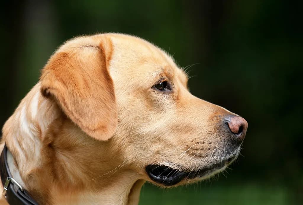 Labradoro retriveris
