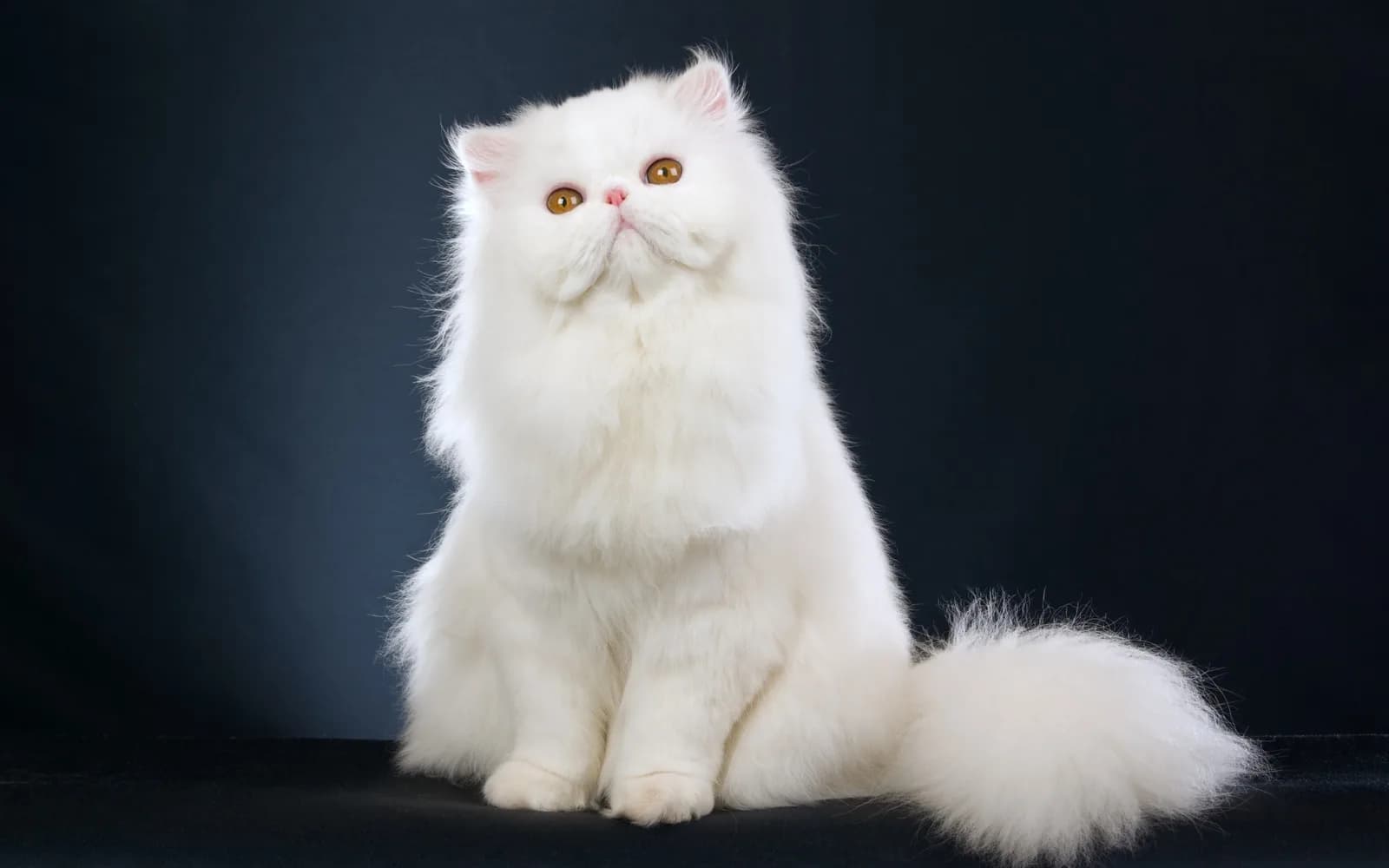 Persian