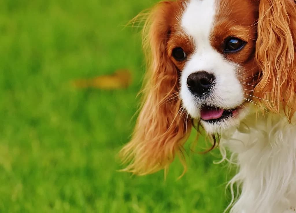 King Charles Spaniel