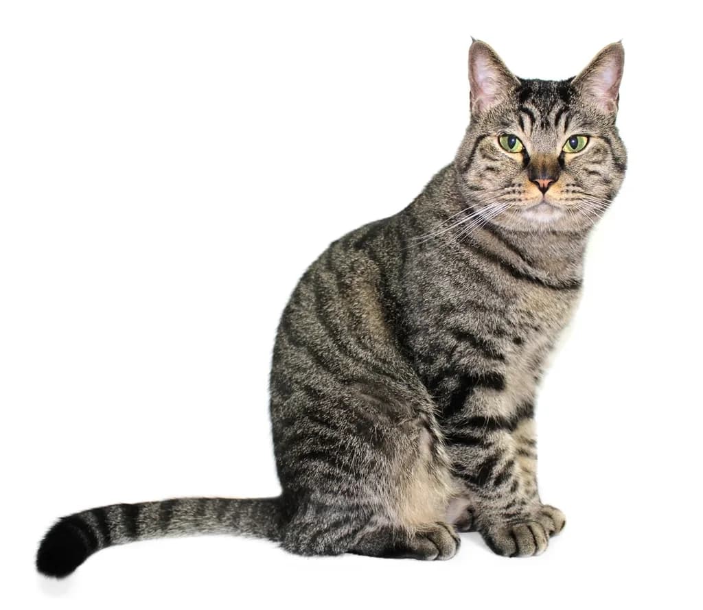 Toyger