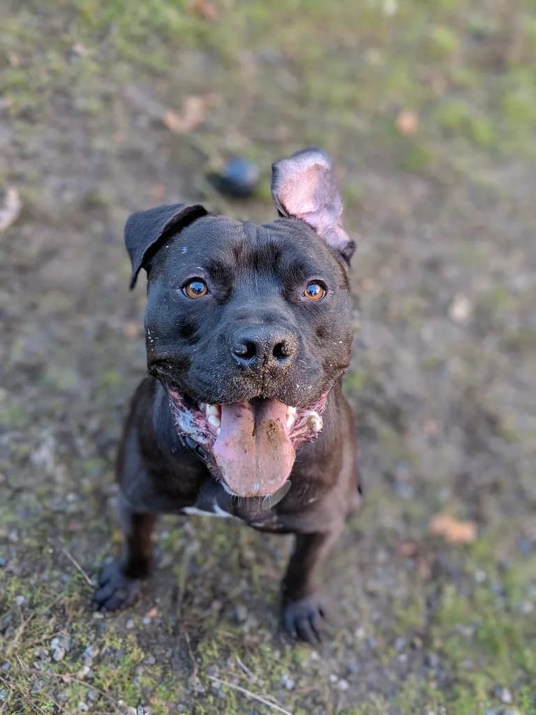 American Pit Bull Terrier