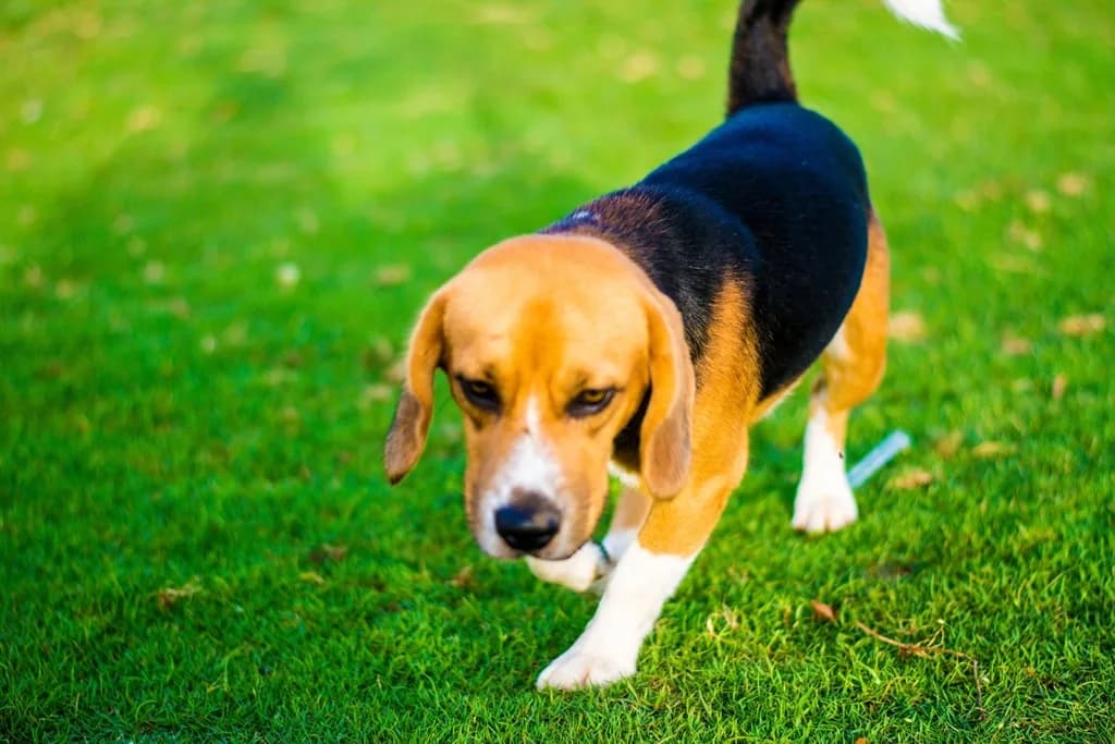 Beagle