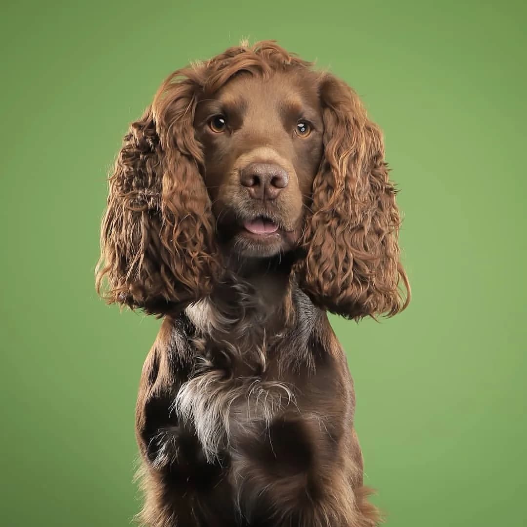Cocker Spaniel