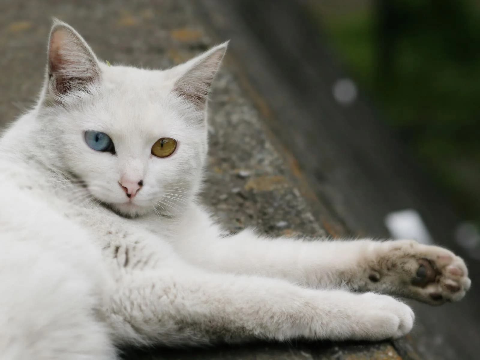 Turkish Angora