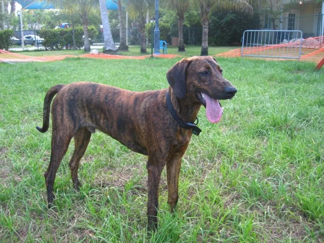 Plott Hound