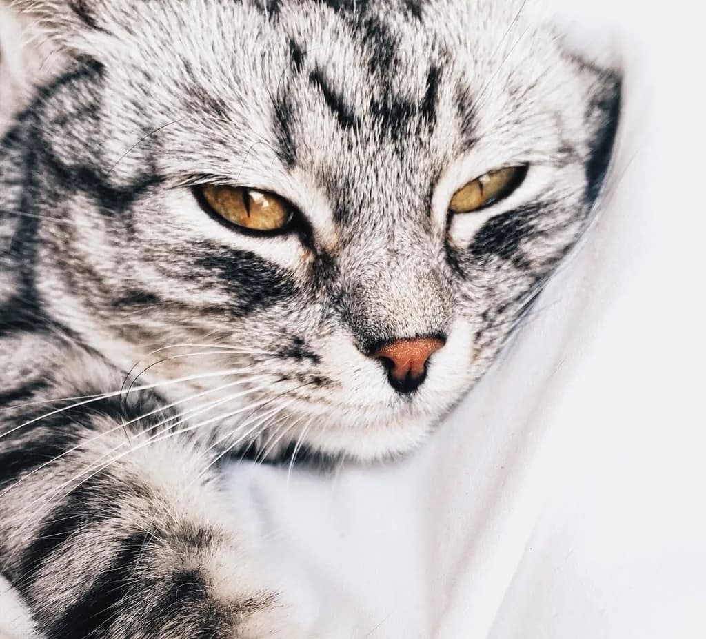 American Shorthair