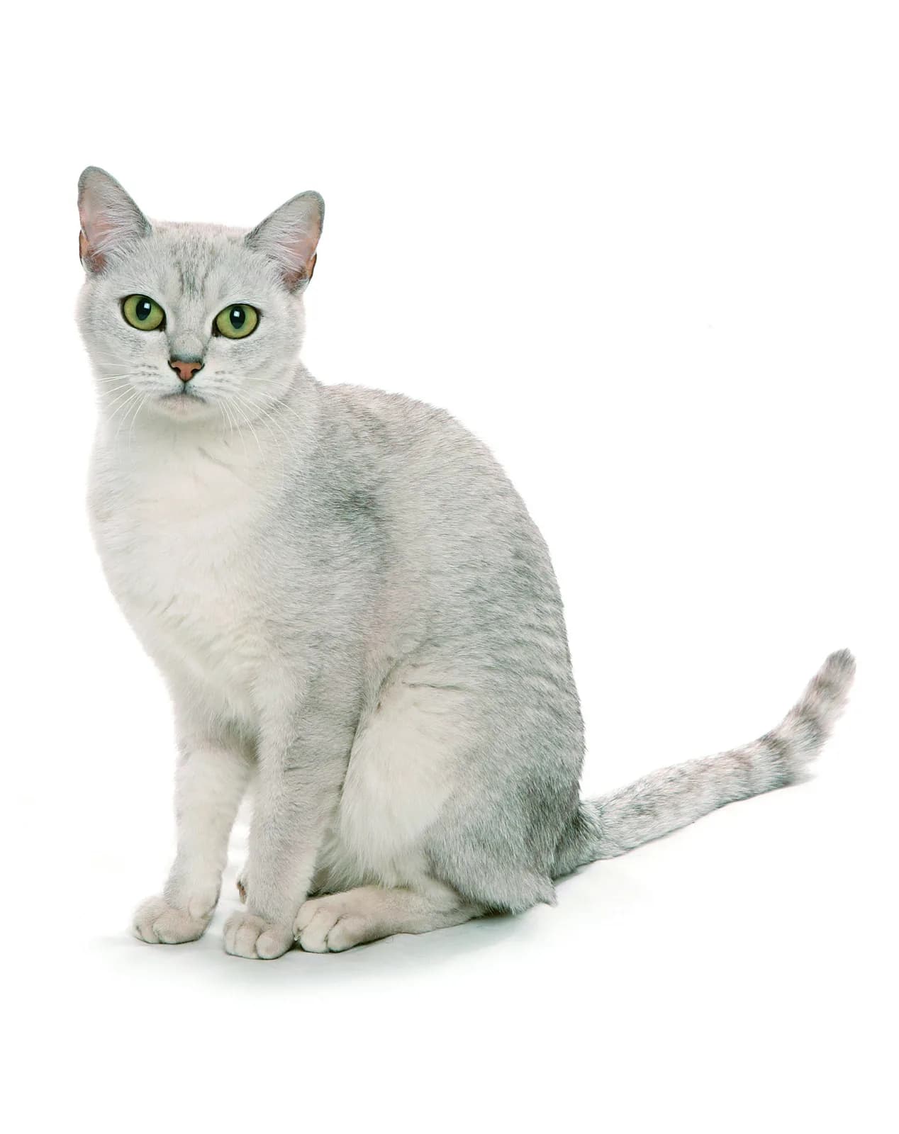Burmilla
