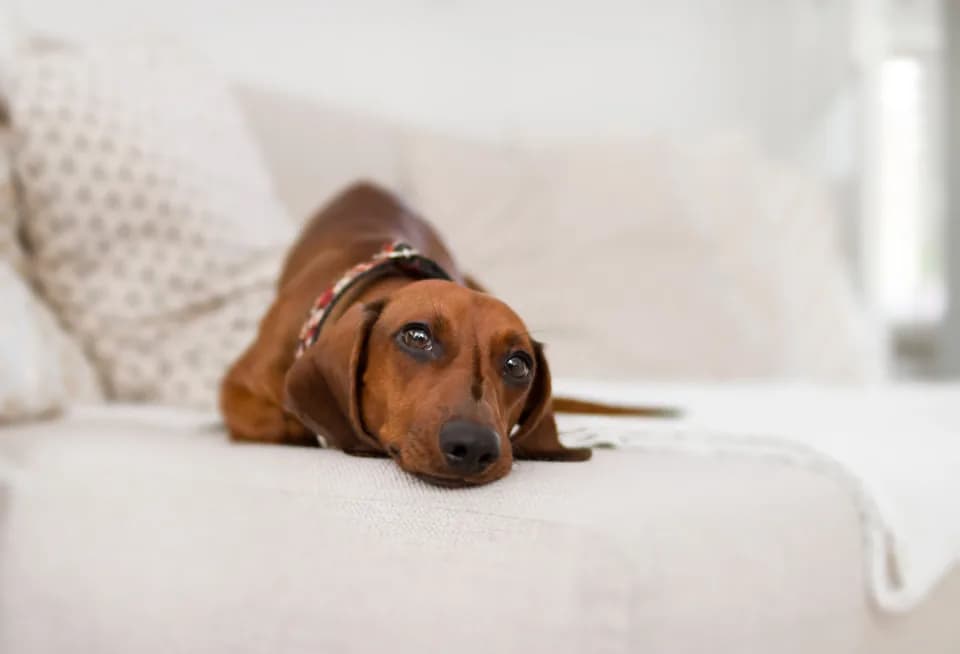 Dachshund