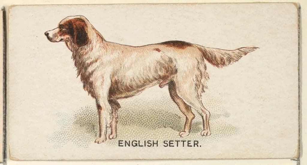English Setter