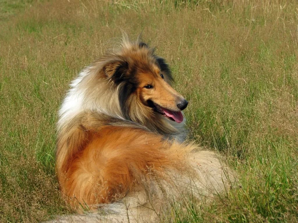Rough Collie