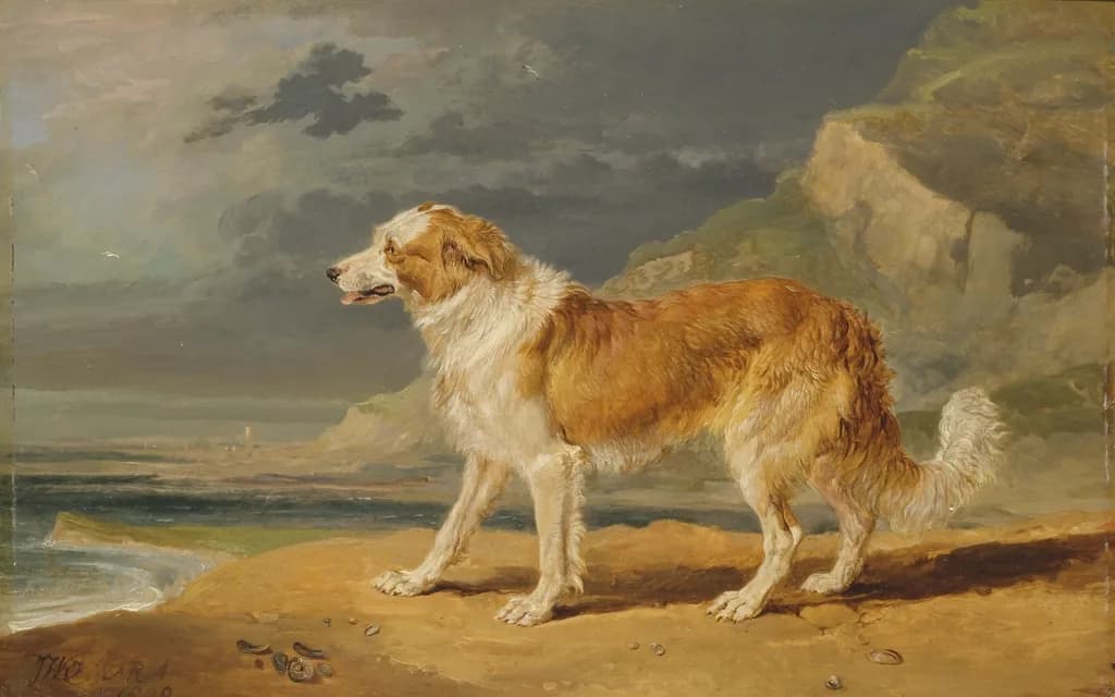 Rough Collie