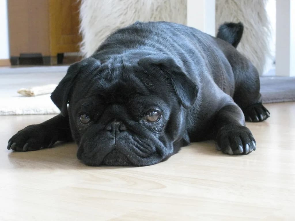 Pug
