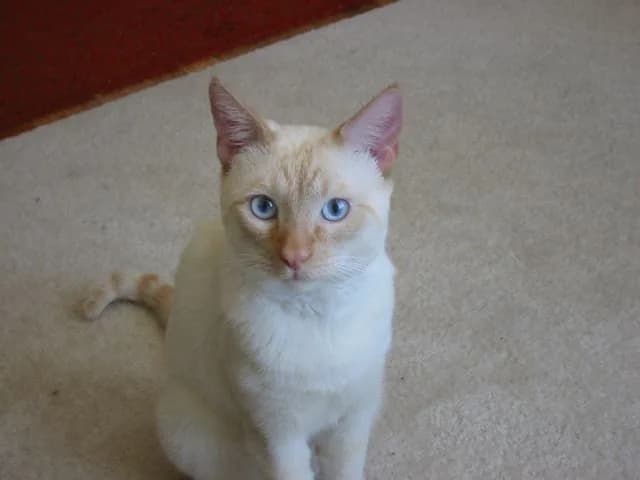 Colorpoint Shorthair