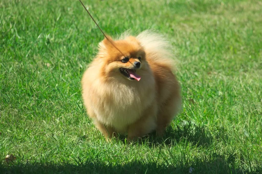 German Spitz