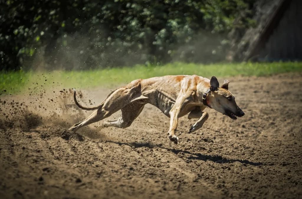 Whippet
