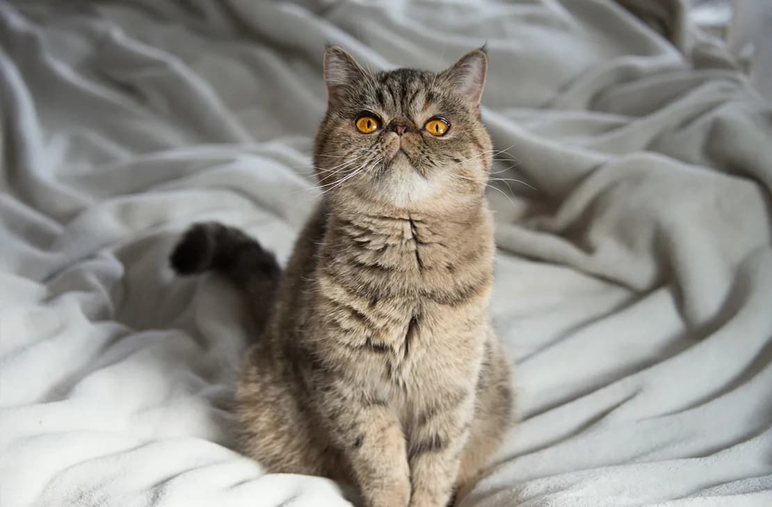 Exotic Shorthair