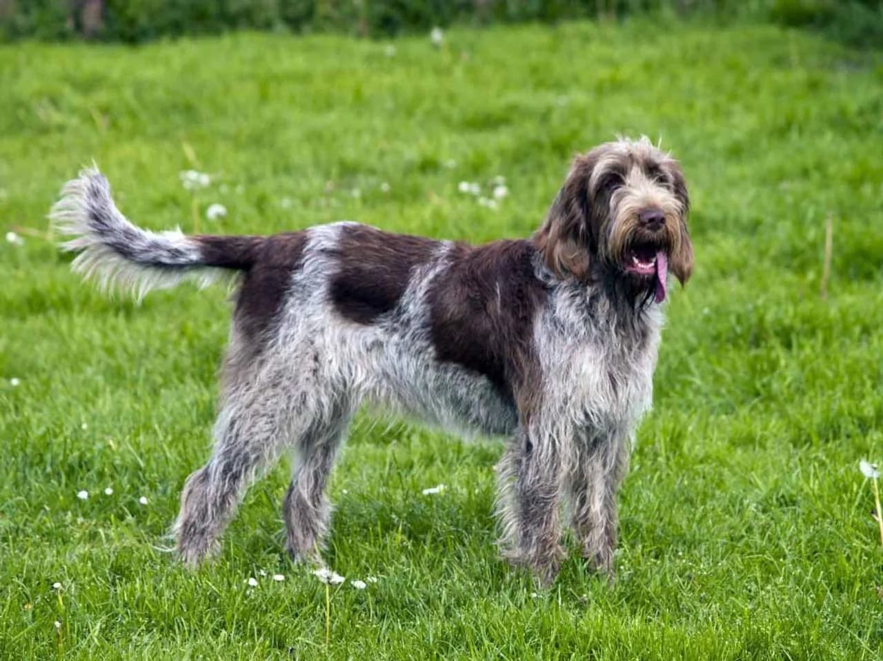 Spinone Italiano
