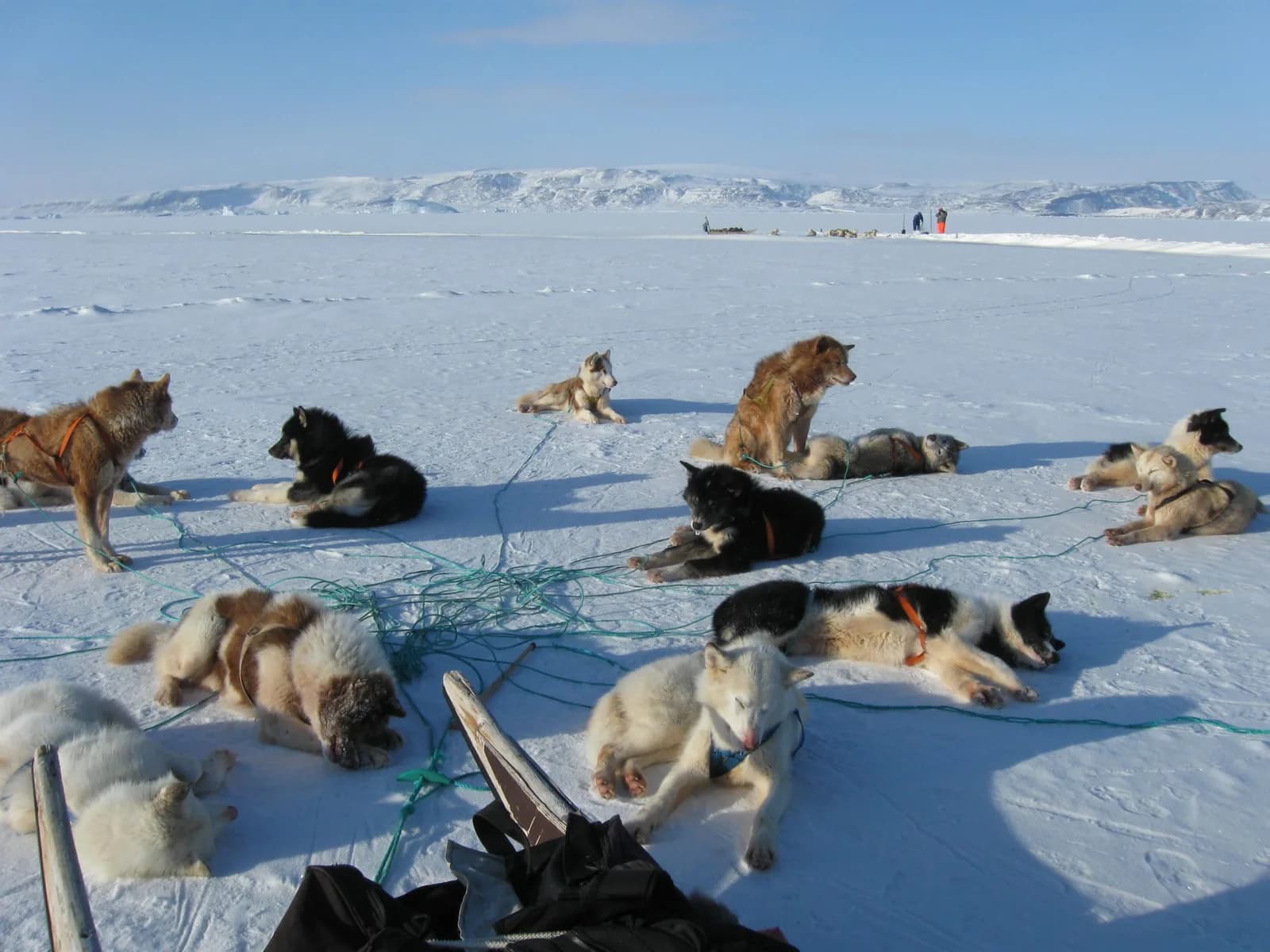 Greenland Dog