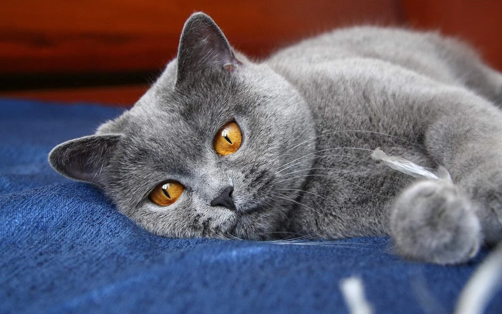 Russian Blue