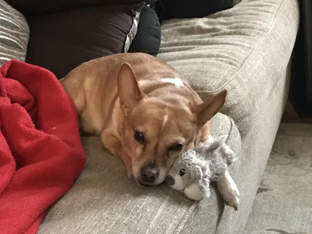 Chihuahua