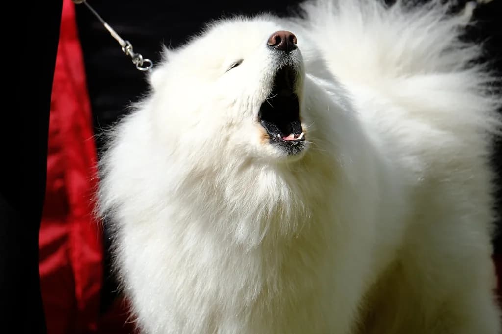 Samoyed